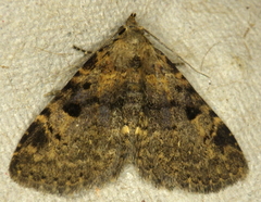 Metalectra quadrisignata