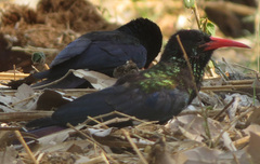 Phoeniculus purpureus