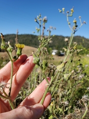 Sonchus asper asper