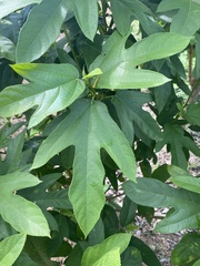 Ficus simplicissima
