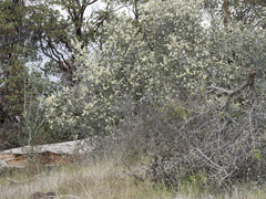 Ceanothus cuneatus cuneatus