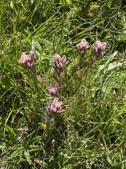 Castilleja lemmonii
