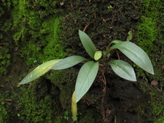 Cyclopogon elatus