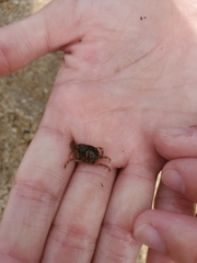 Rhithropanopeus harrisii