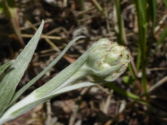Antennaria anaphaloides
