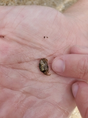 Rhithropanopeus harrisii