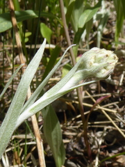 Antennaria anaphaloides