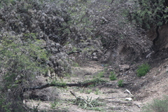 Melanotis caerulescens