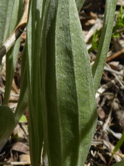 Antennaria anaphaloides
