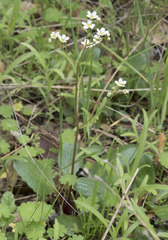 Micranthes integrifolia
