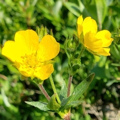 Potentilla diversifolia