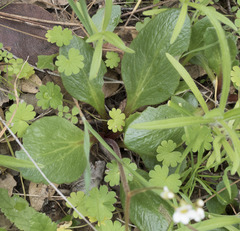Micranthes integrifolia