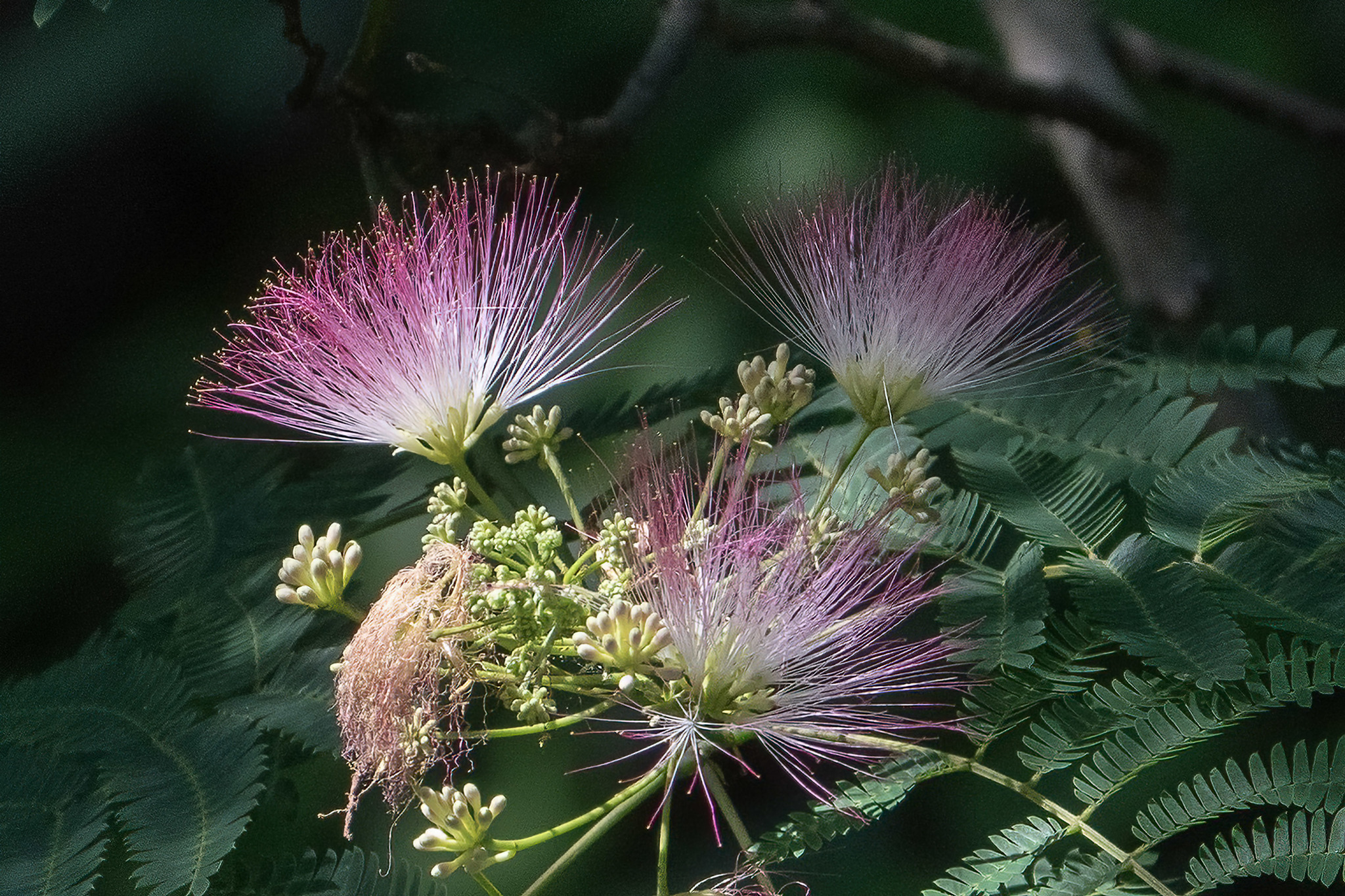 Albizia