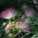 Mimosa, Silk Trees, False-thorns, and Allies - Photo (c) bwood708, some rights reserved (CC BY-NC), uploaded by bwood708