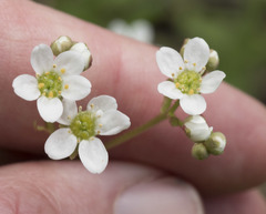 Micranthes integrifolia