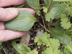 Micranthes integrifolia
