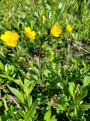 Potentilla diversifolia