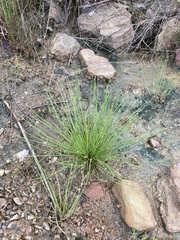 Eleocharis lanceolata