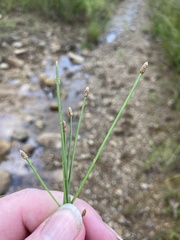 Eleocharis lanceolata