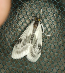 Cliniodes ostreonalis
