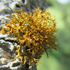 Teloschistes exilis