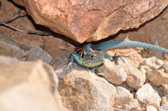 Ctenophorus vadnappa