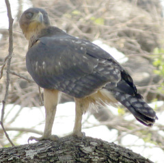 Aquila spilogaster