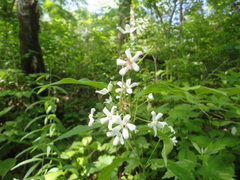 Vincetoxicum ascyrifolium