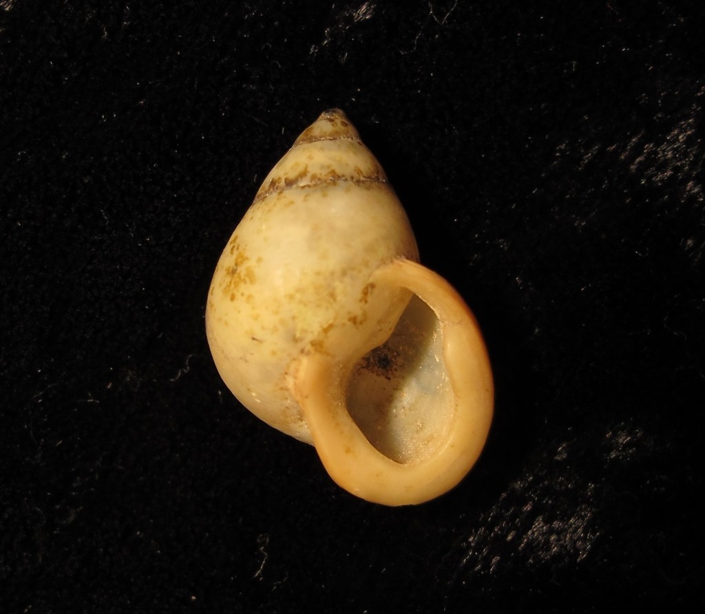 Forsaken Partula