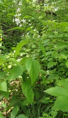 Vincetoxicum ascyrifolium