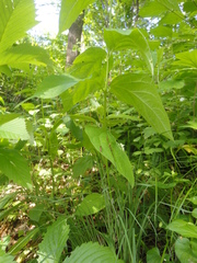 Vincetoxicum ascyrifolium