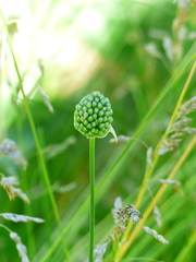 Allium