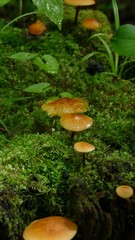 Hygrocybe