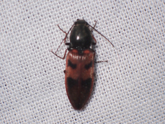 Stropenron nigricollis