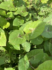 Persicaria chinensis