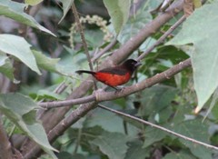 Ramphocelus dimidiatus dimidiatus