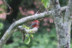 Pyrocephalus rubinus piurae