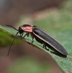 Photinus pyralis