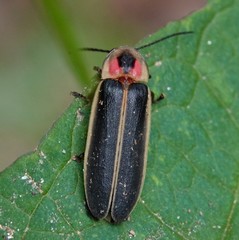 Photinus pyralis