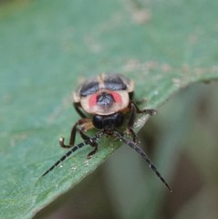 Photinus pyralis