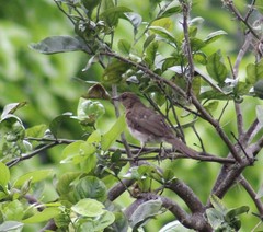 Turdus ignobilis ignobilis