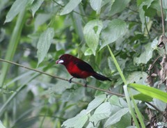 Ramphocelus dimidiatus dimidiatus