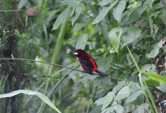 Ramphocelus dimidiatus dimidiatus