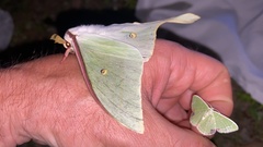 Actias gnoma