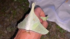 Actias gnoma