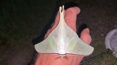 Actias gnoma