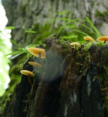 Hygrocybe