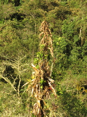 Tillandsia fendleri