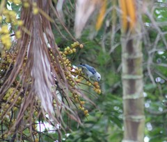 Thraupis episcopus cana