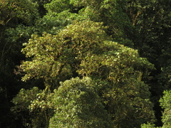 Heliocarpus americanus